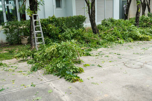 Professional Tree Care Services in Seal Beach, CA